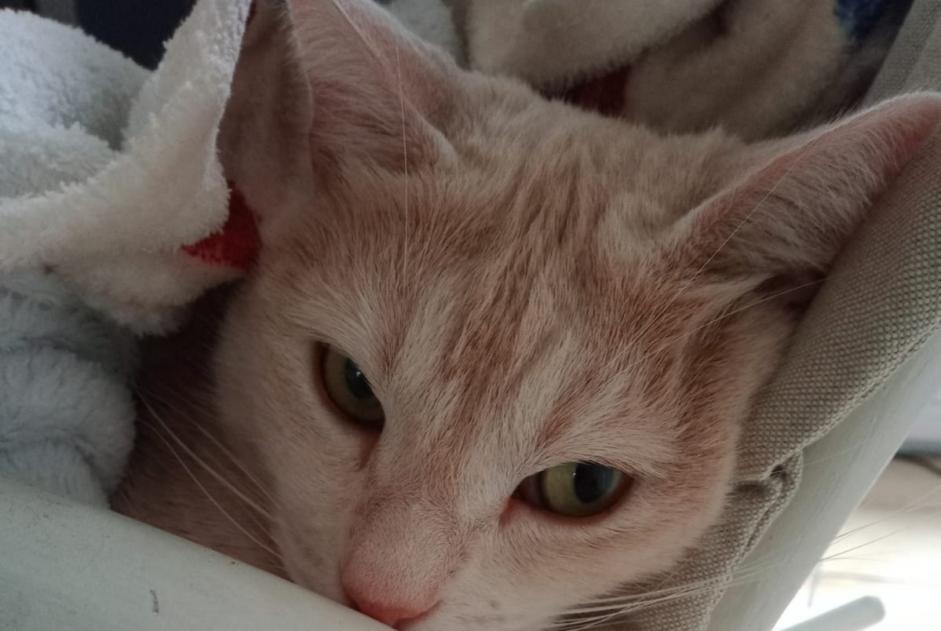 Alerte Disparition Chat  Mâle , 6 ans Brive-la-Gaillarde France