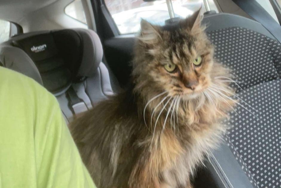 Alerte Découverte Chat  Femelle Saint-Pantaléon-de-Larche France